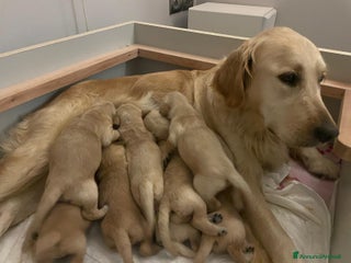 Golden Retriever cani 🐾 CUCCIOLI DI GOLDEN RETRIEVER - Annuncio 1