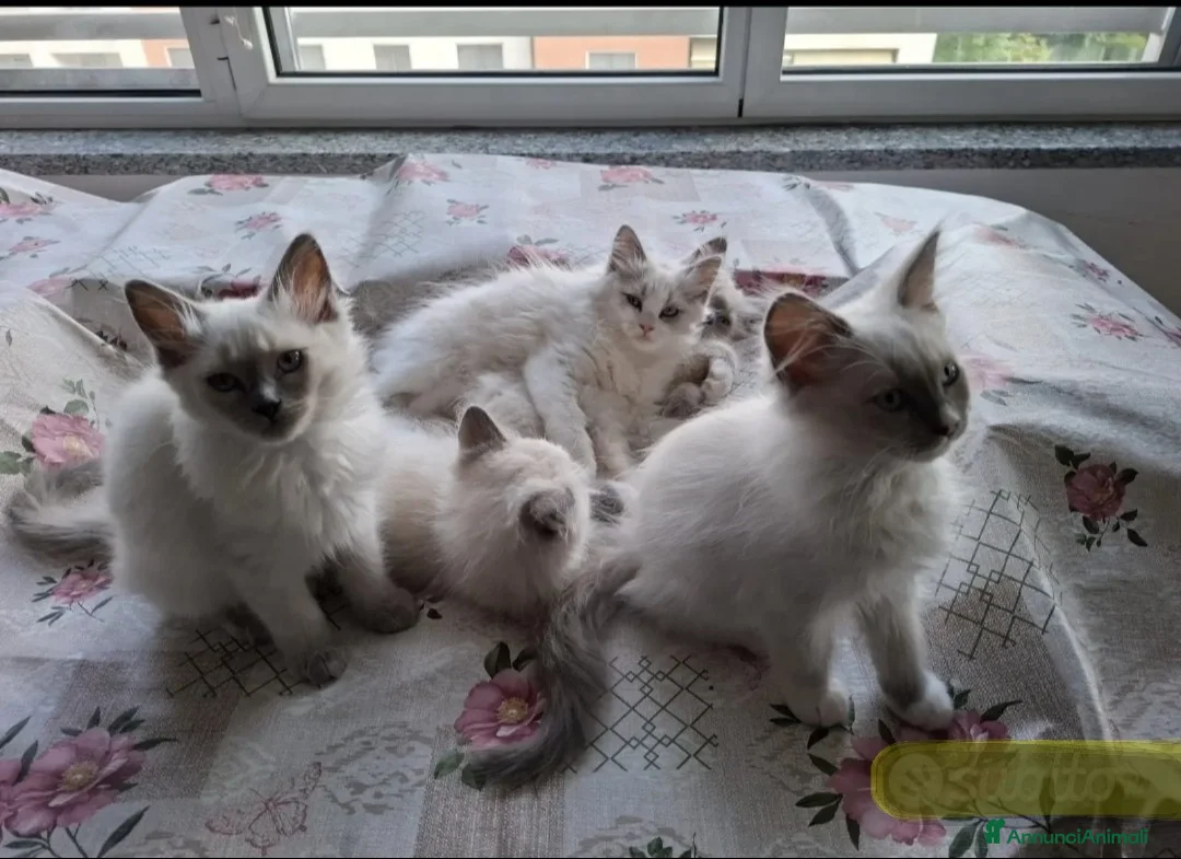 Ragdoll gatti per accoppiamento: Ragdoll maschio pedigree disponibile per monta  - Annuncio 3