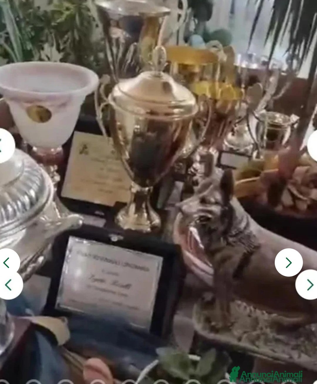 Pastore Tedesco cani in vendita: splendidi cuccioli pastore tedesco  - Annuncio 23