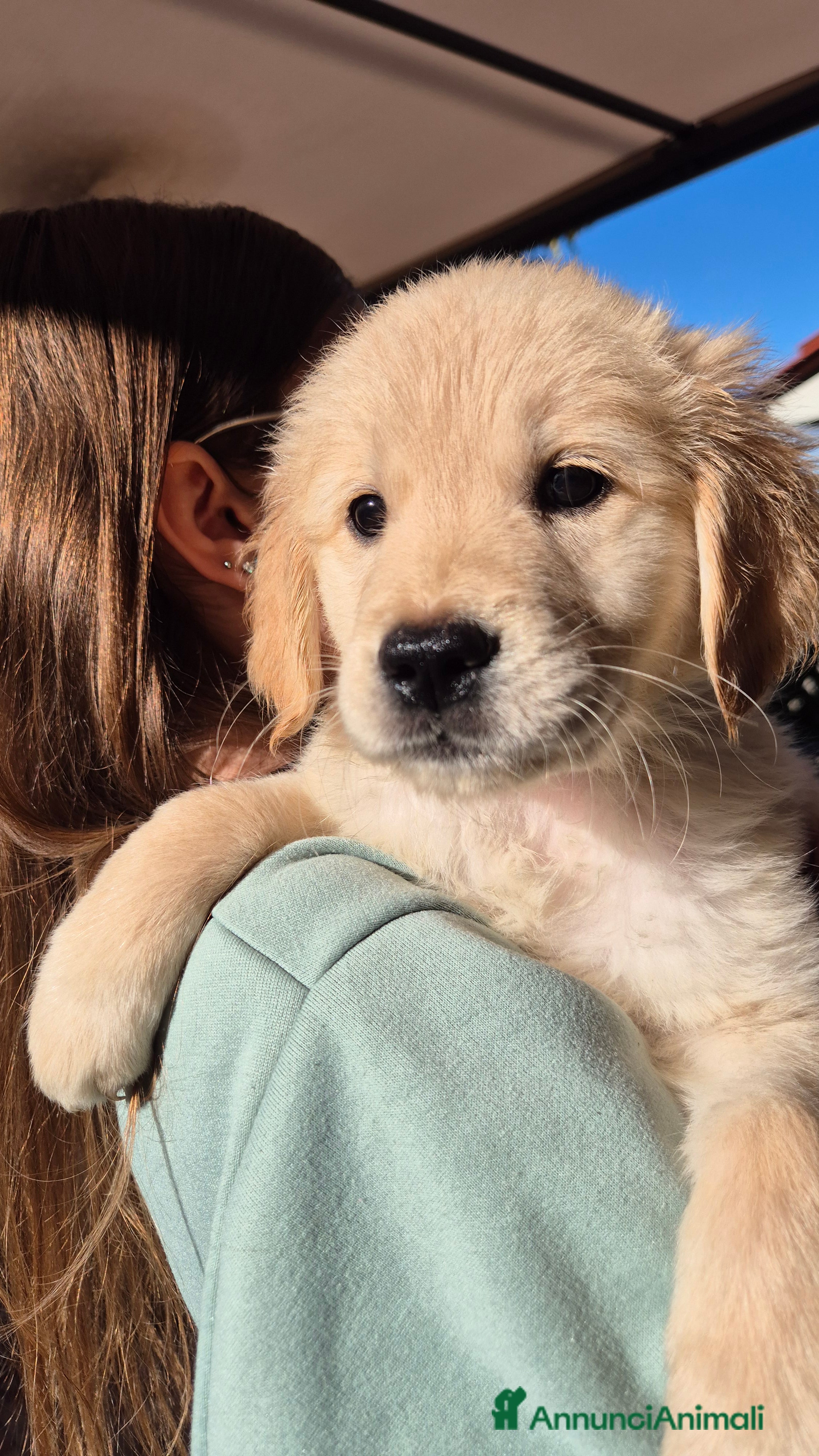Golden Retriever cani Cucciole di Golden Retriever - Annuncio 1