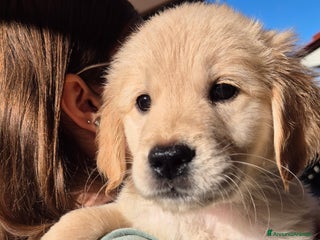 Golden Retriever cani Cucciole di Golden Retriever - Annuncio 20