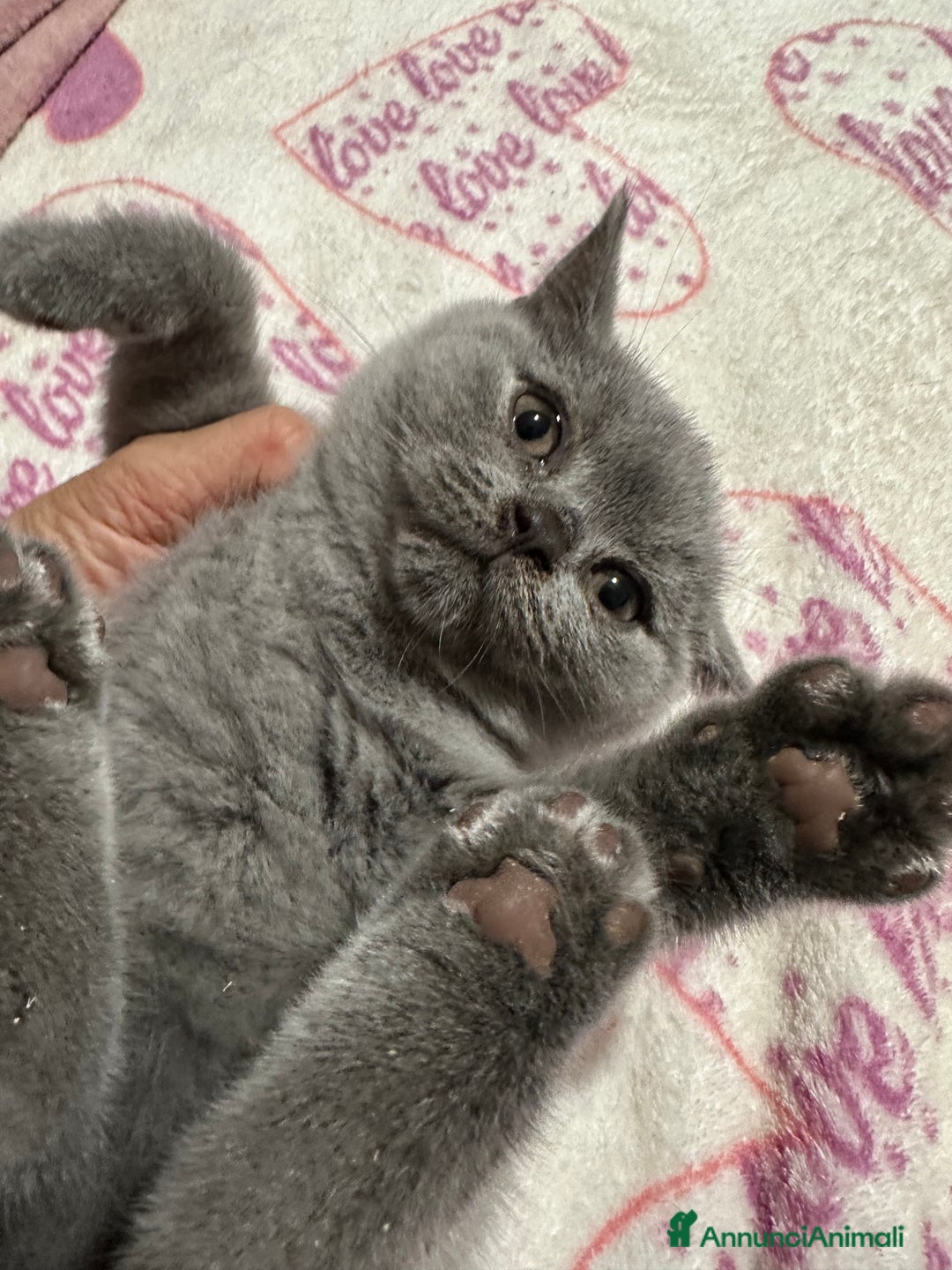 British gatti in vendita: Cuccioli di vero British Shorthair  a Città Metropolitana di Bologna - Annuncio 9