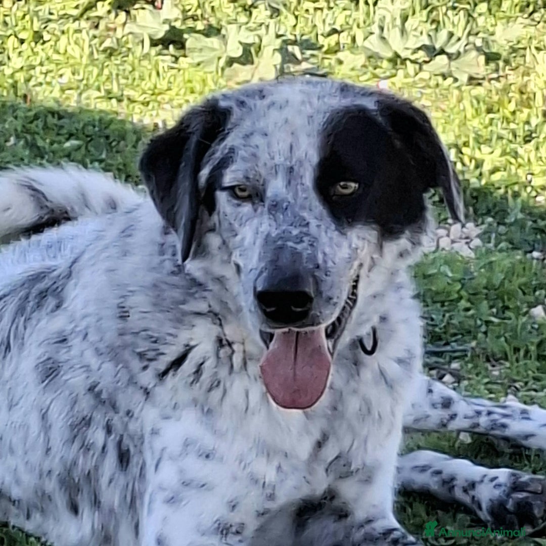 Meticcio cani in regalo: Super Furia - Annuncio 1