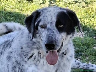 Meticcio cani Super Furia - Annuncio 27