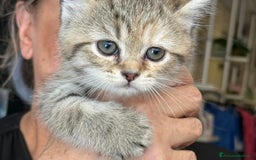 Scottish gatti in vendita: Gattini Scottish Straight  a Provincia di Modena - Immagine 14