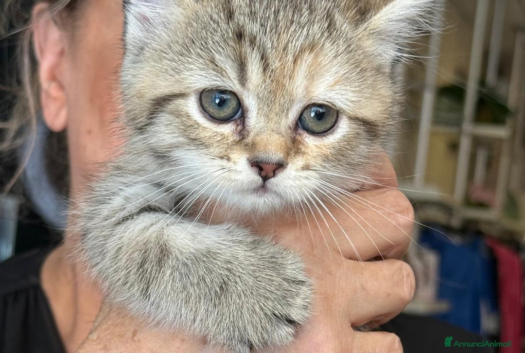 Scottish gatti in vendita: Gattini Scottish Straight  a Provincia di Modena - Immagine 14