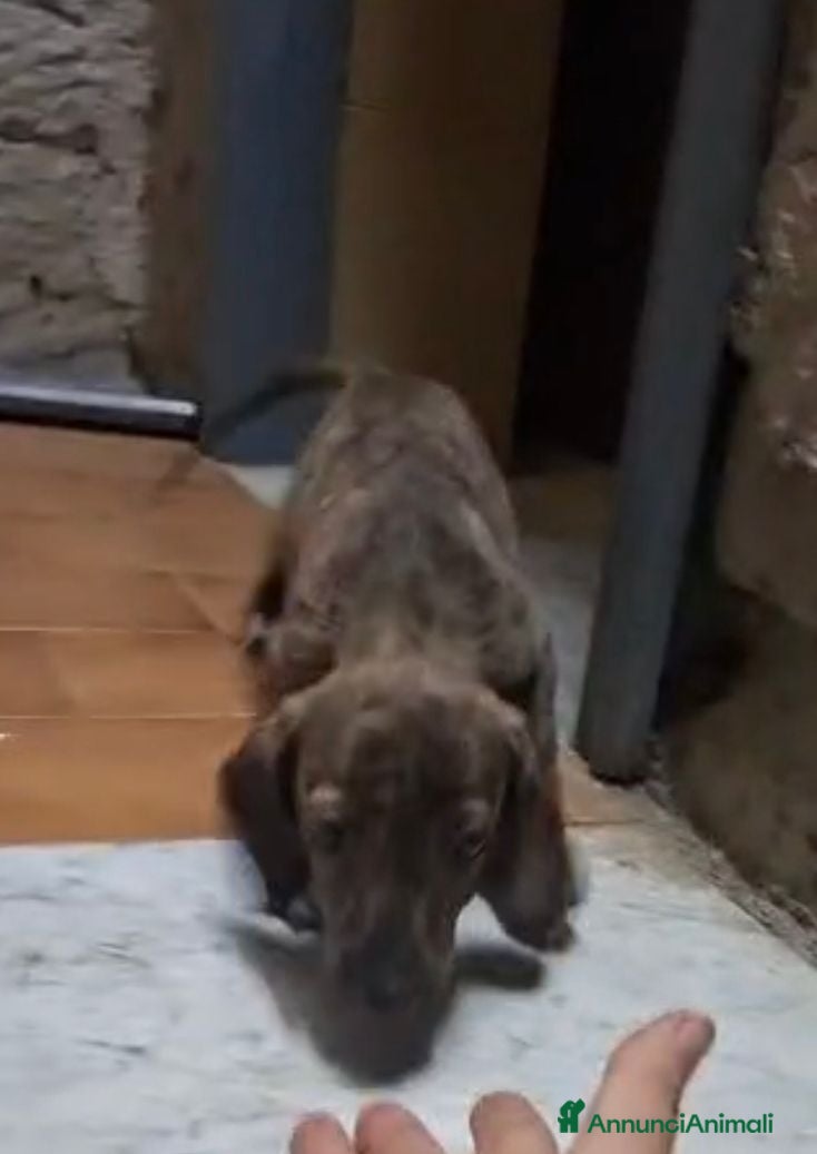 Meticcio cani Olivia, mix bassotto/segugio! (12kg) - Annuncio 5