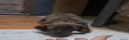 Meticcio cani in regalo: Olivia, mix bassotto/segugio! (12kg) - Annuncio 1