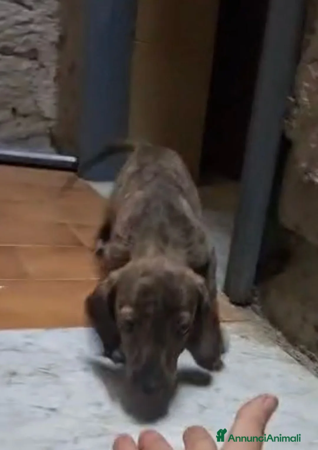 Meticcio cani in regalo: Olivia, mix bassotto/segugio! (12kg) - Annuncio 1