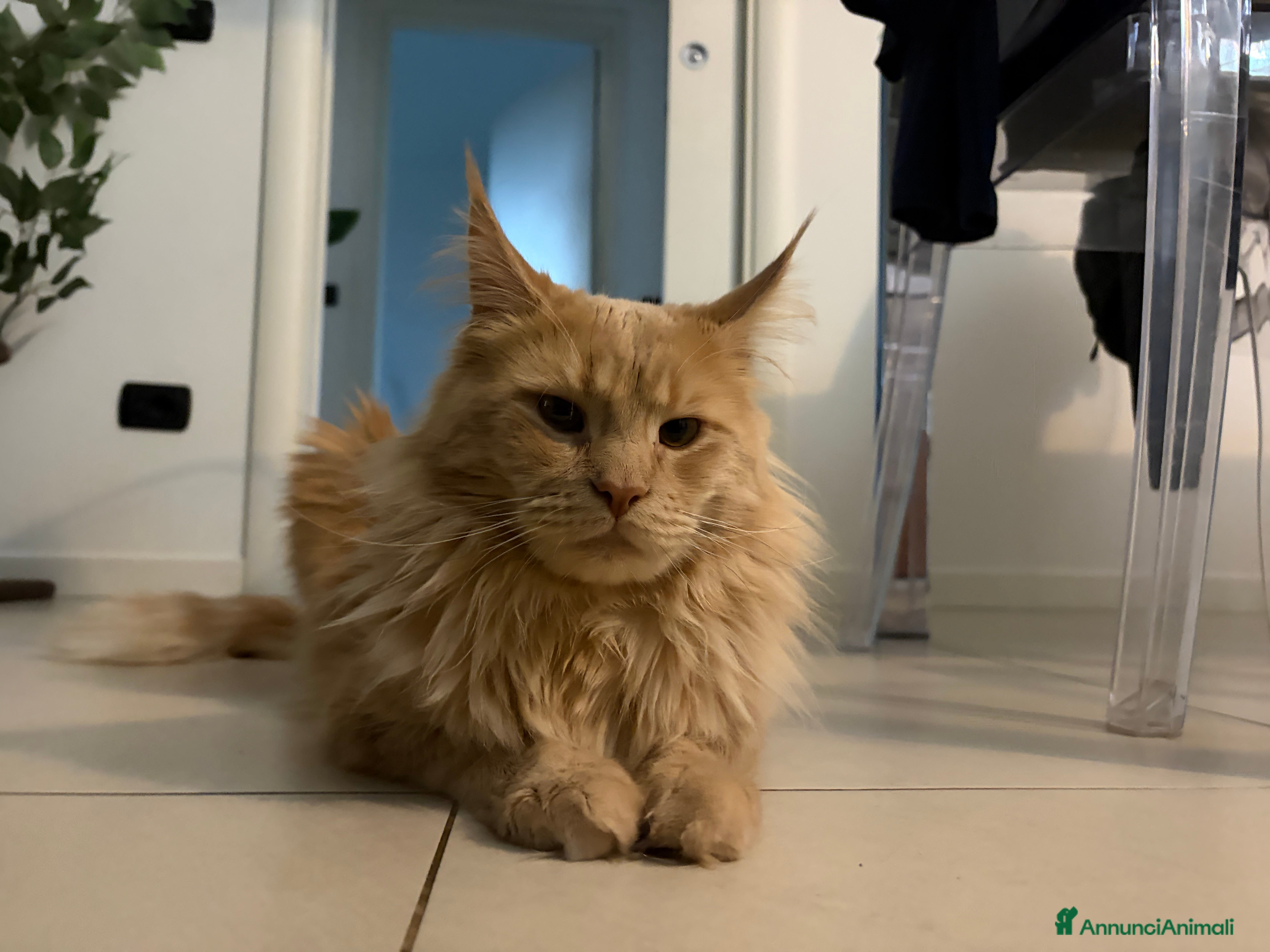 Maine Coon gatti Maine coon razza pura 1 anni red tabby blotched  - Annuncio 1