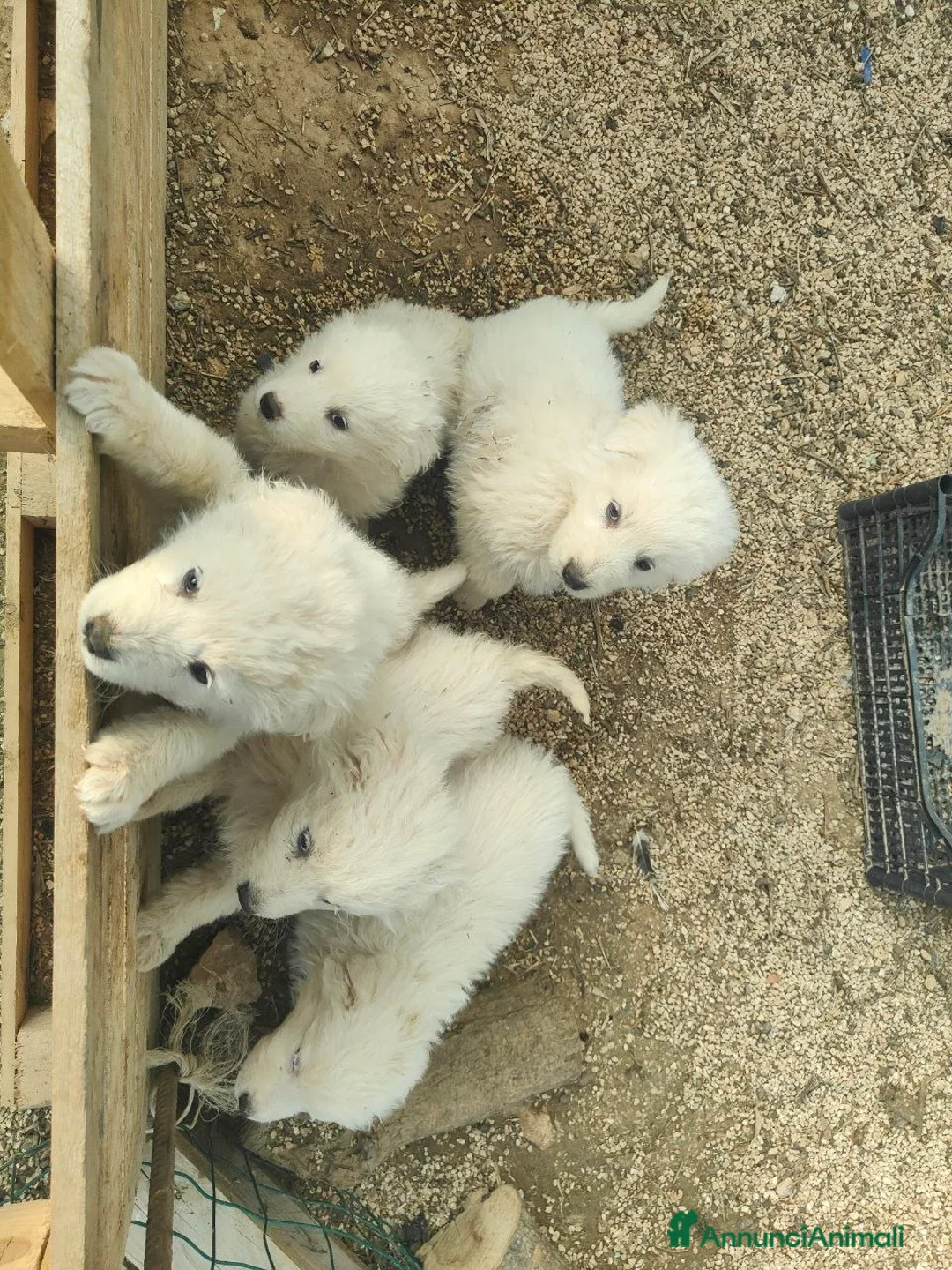 Pastore Maremmano cani in vendita: Maremmani  a Francavilla Fontana nati 30 dicembre - Annuncio 2
