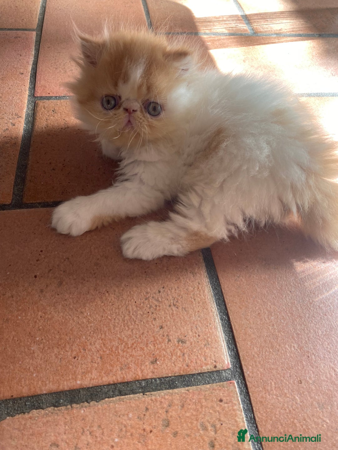 Persiano gatti in vendita: Gattino persiano ipertipico  - Annuncio 9