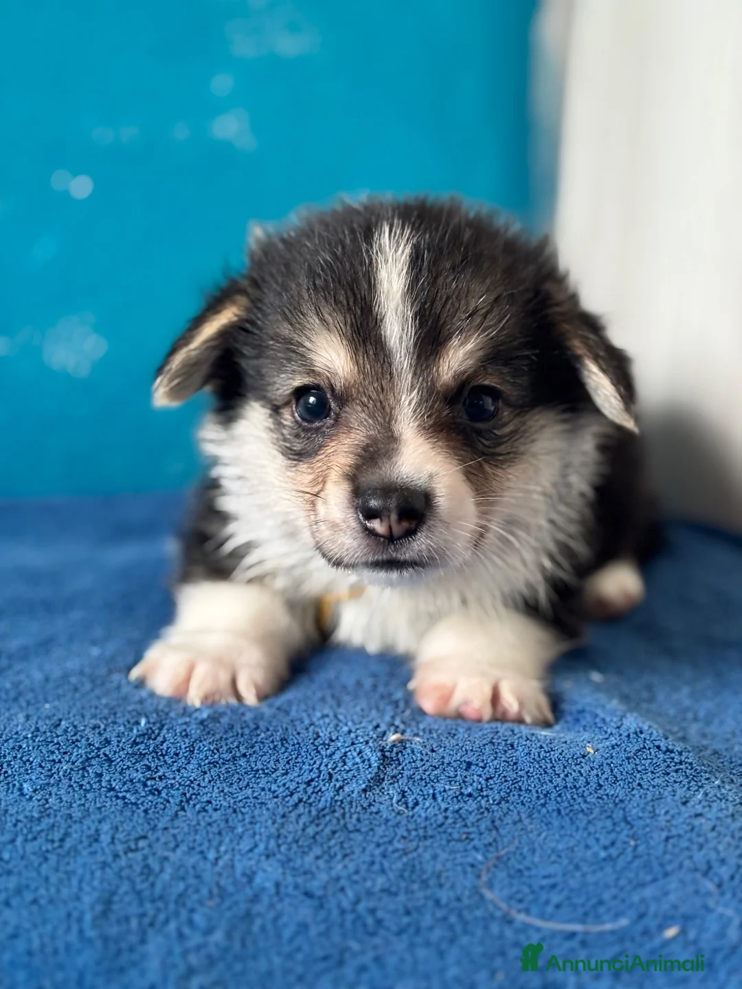 Corgi Pembroke cani in vendita: Cucciolo di Corgi  - Annuncio 2