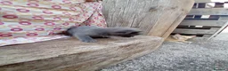 Meticcio gatti in regalo: Regaliamo cucciolo di gattino a Città metropolitana di Roma Capitale - Annuncio 2