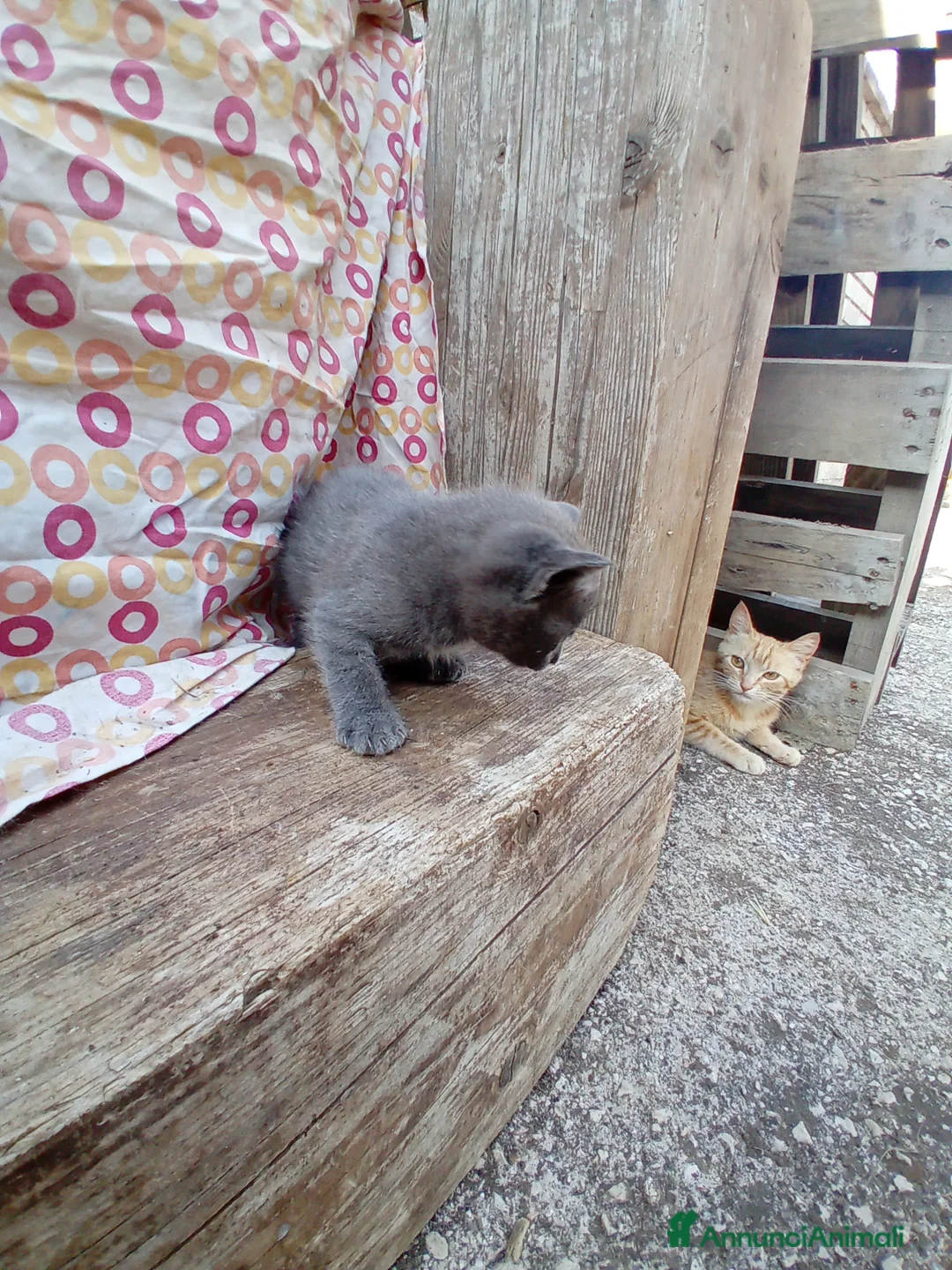 Meticcio gatti in regalo: Regaliamo cucciolo di gattino a Città metropolitana di Roma Capitale - Annuncio 2
