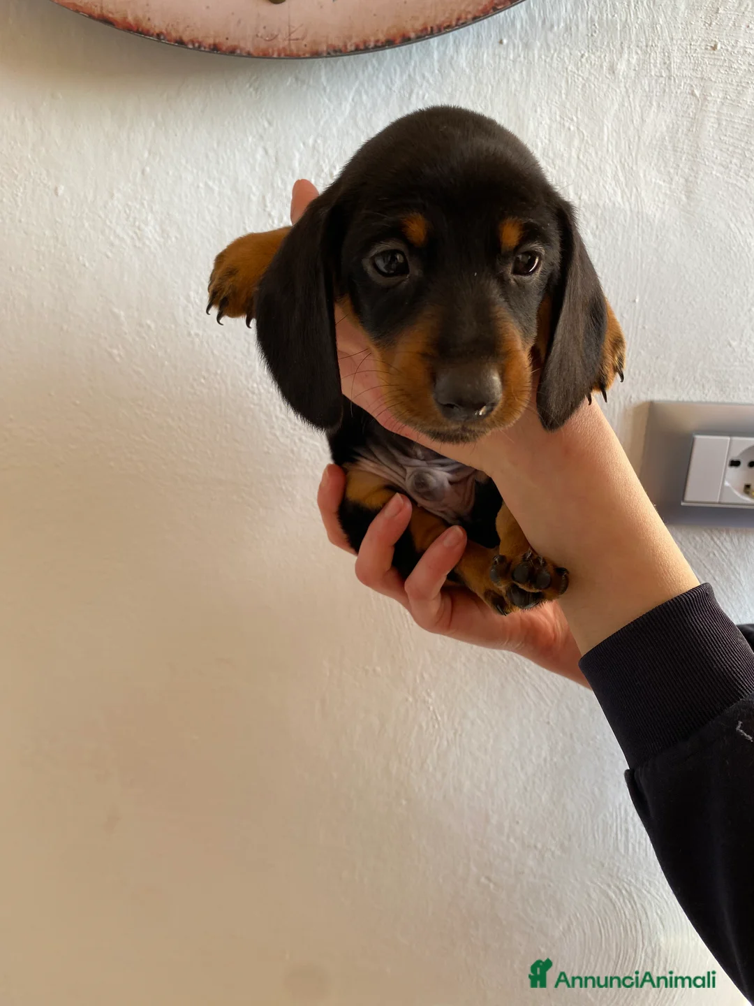 Bassotto cani in vendita: Bassotto nano tedesco a Città Metropolitana di Torino - Annuncio 4