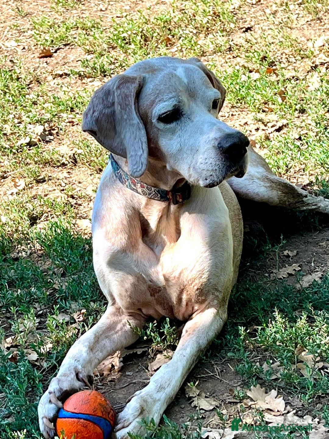 Pointer cani in regalo: VENTO un tesoro tutte coccole a Pomezia - Annuncio 8