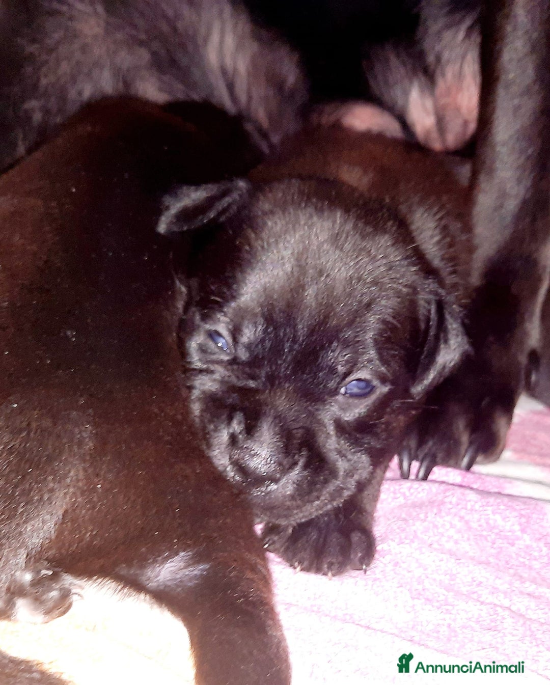 Staffordshire cani in vendita: Staffordshire bull terrier a Città metropolitana di Catania - Immagine 3