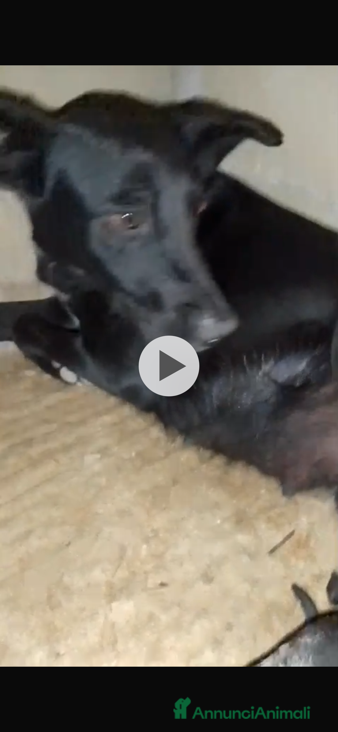 Meticcio cani in regalo: IN REGALO!!!!! - Annuncio 8