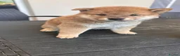 Shiba Inu cani in vendita: Meravigliosi cuccioli di Shiba Inu - Annuncio 4