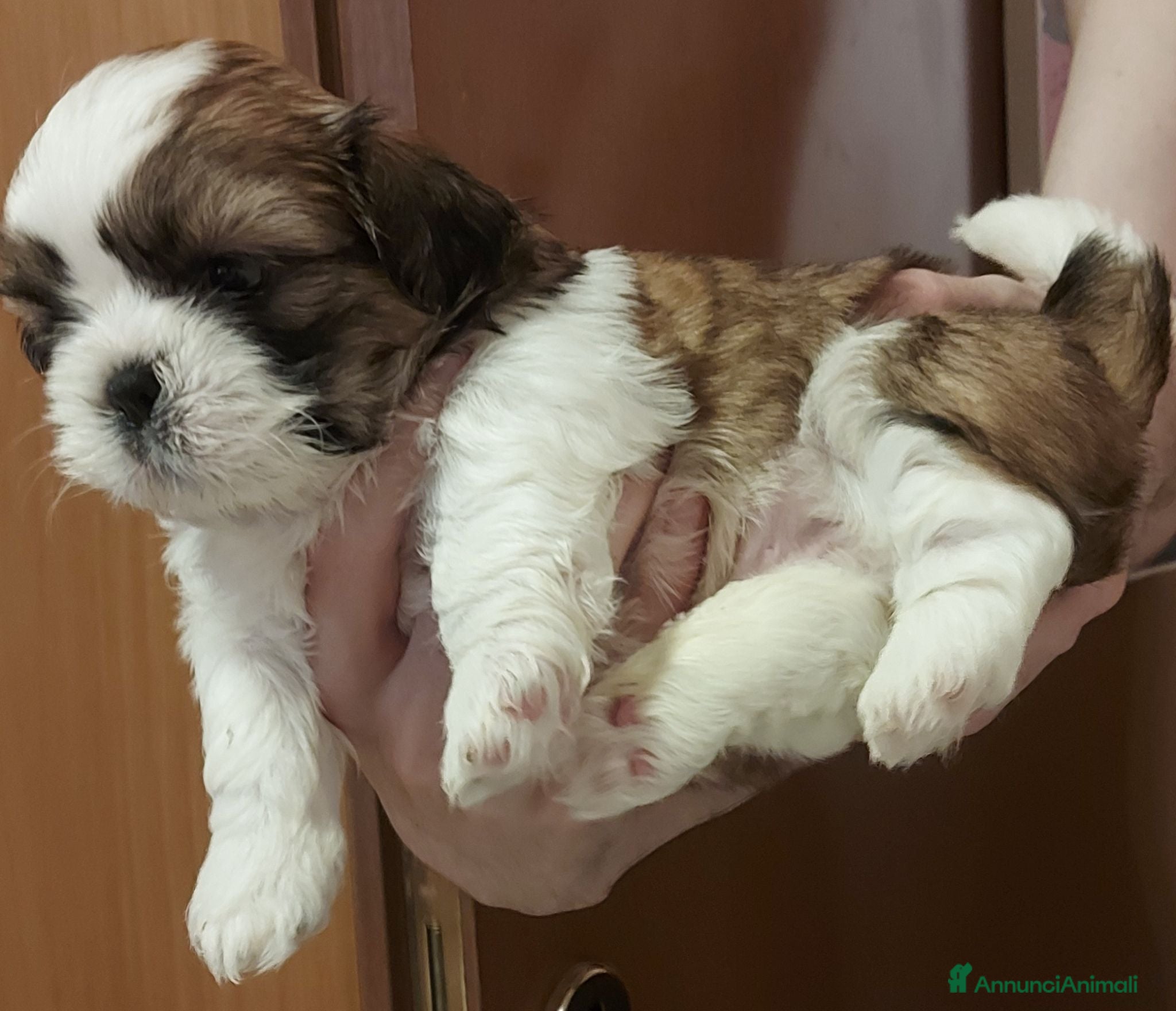 Shih Tzu cani Shitzu - Annuncio 3