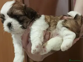 Shih Tzu cani Shitzu - Annuncio 6