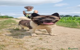 Akita Americano cani in regalo: MOON 🩷 - Akita ha bisogno di una casa fresca 😥 a Provincia di Pavia - Immagine 6