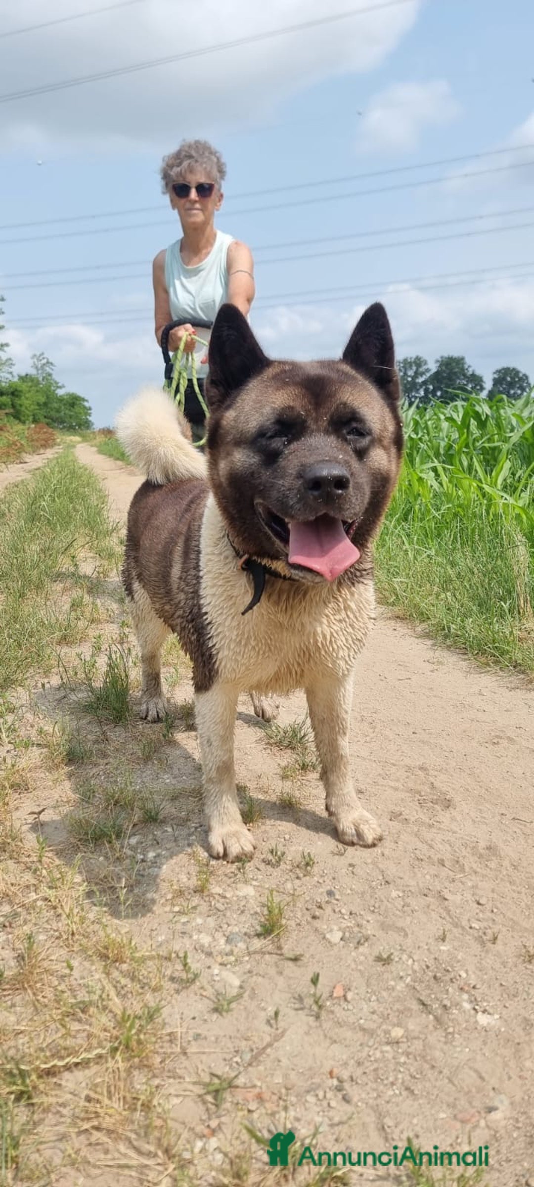 Akita Americano cani in regalo: MOON 🩷 - Akita ha bisogno di una casa fresca 😥 a Provincia di Pavia - Immagine 6