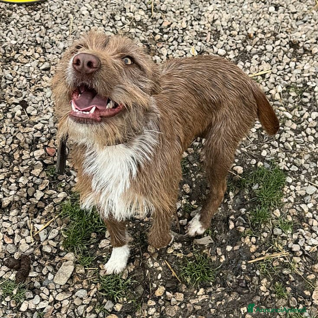 Meticcio cani in regalo: Elide 1 anno taglia media contenuta  - Annuncio 8