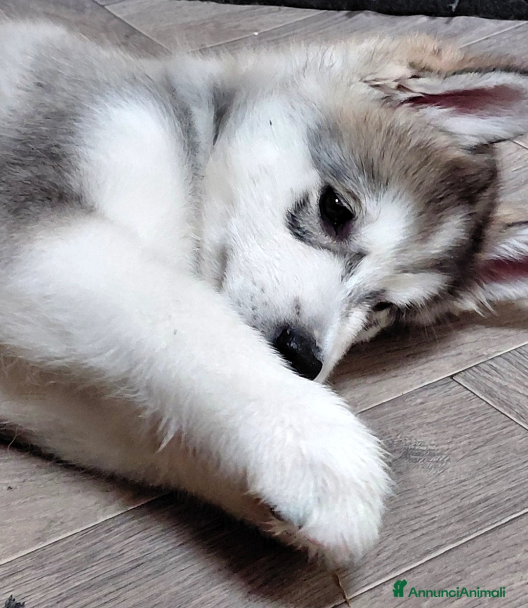 Alaskan Malamute cani in vendita: Cucciola di Alaskan Malamute - Annuncio 5