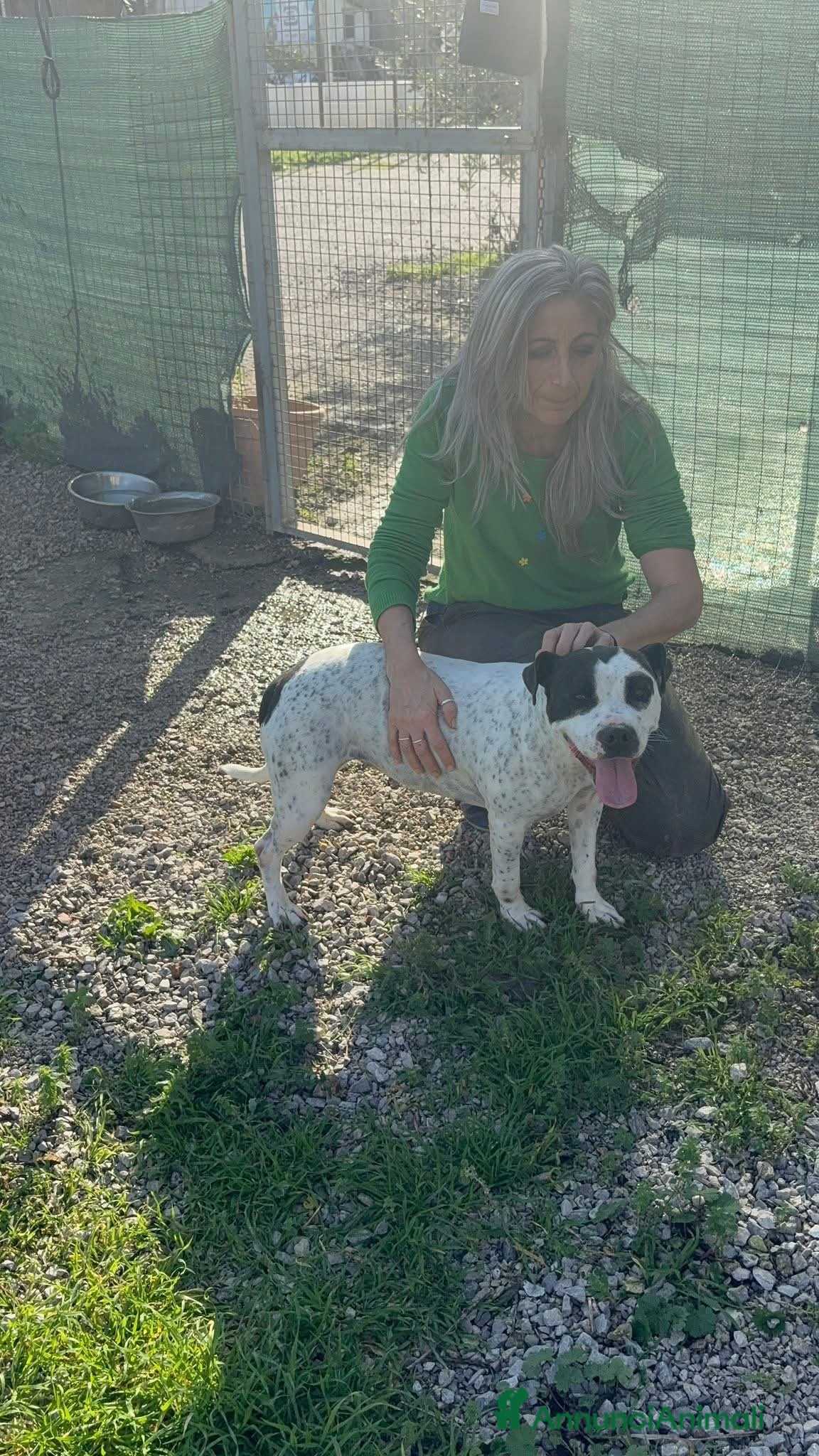 Altre razze cani Desy solo 2 anni, mollossina taglia contenuta  - Annuncio 1