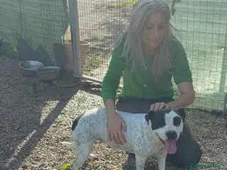 Altre razze cani Desy solo 2 anni, mollossina taglia contenuta - Annuncio 1