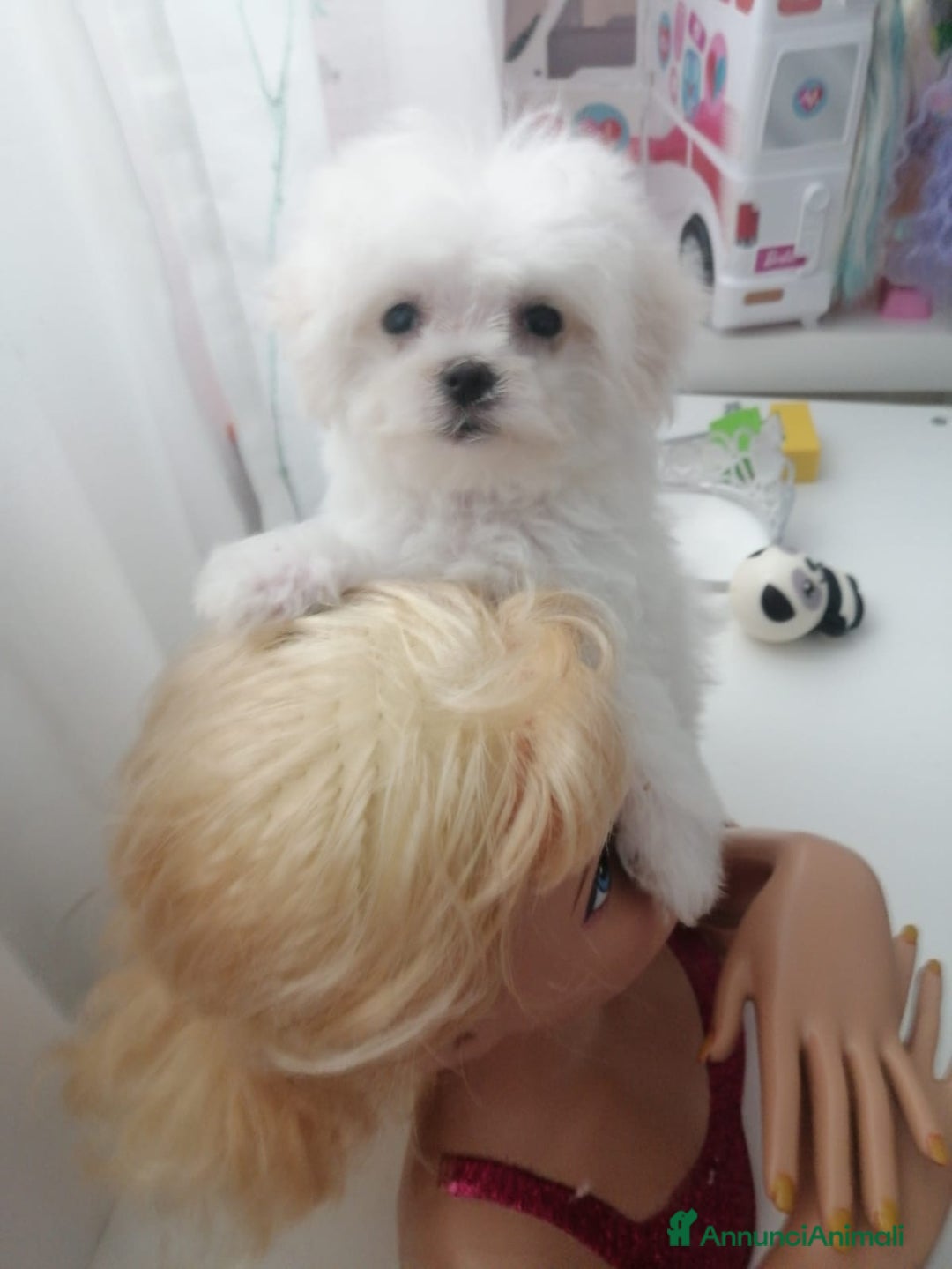 Maltese cani in vendita: CUCCIOLI DI RAZZA MALTESE  CON PEDIGREE ENCI - Annuncio 3