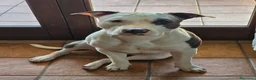 American Staffordshire cani in vendita: Cucciolo Amstaff  - Annuncio 19