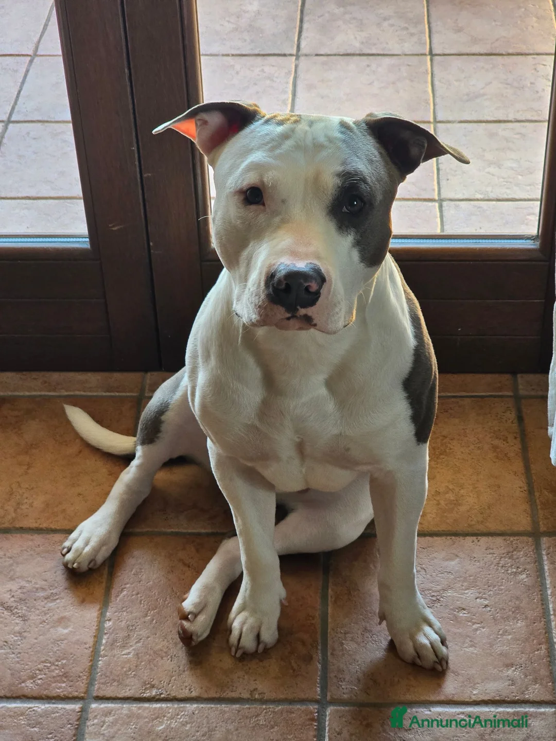 American Staffordshire cani in vendita: Cucciolo Amstaff  - Annuncio 19