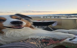 Australian Shepherd cani per accoppiamento: X Monta - Pastore Australiano Blue Merle Pedigree - Immagine 9