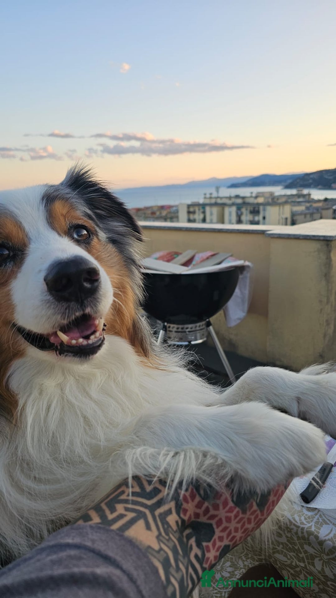 Australian Shepherd cani per accoppiamento: X Monta - Pastore Australiano Blue Merle Pedigree - Immagine 9