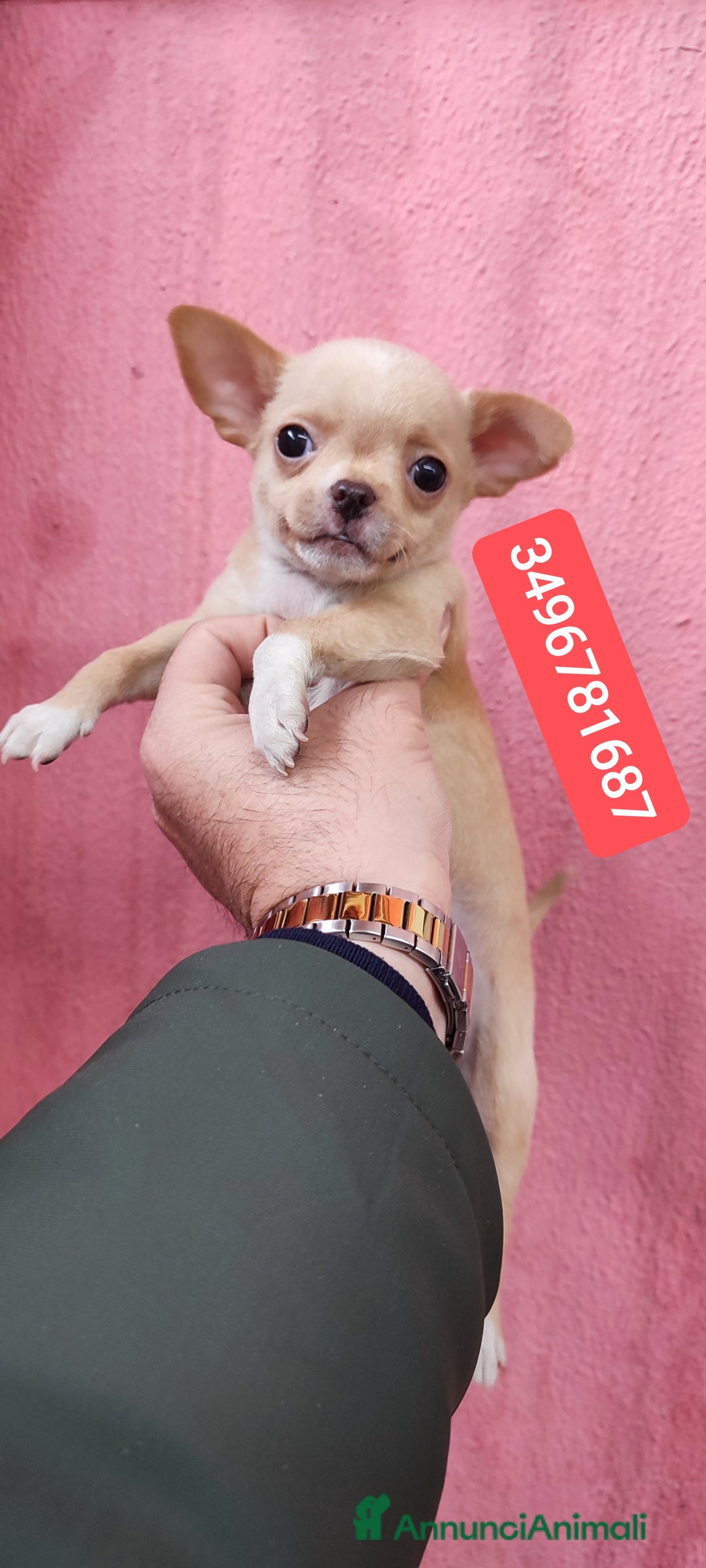 Chihuahua cani in vendita: CHIHUAHUA stupendo coccolino - Annuncio 1