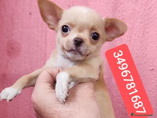 Chihuahua cani CHIHUAHUA stupendo coccolino - Annuncio 13