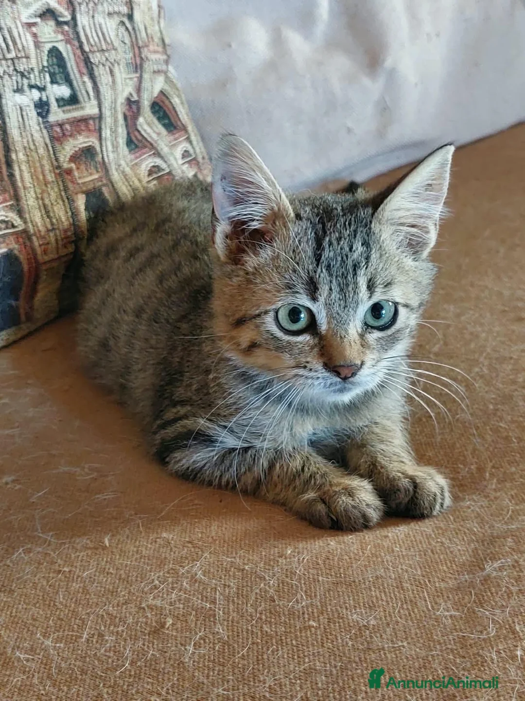Europeo gatti in regalo: Gattino in adozione a Provincia di Caserta - Annuncio 4