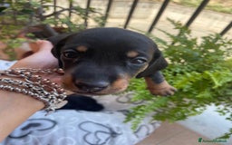 Bassotto cani in vendita: bassotto tedesco Nano a Libero consorzio comunale di Siracusa - Immagine 2
