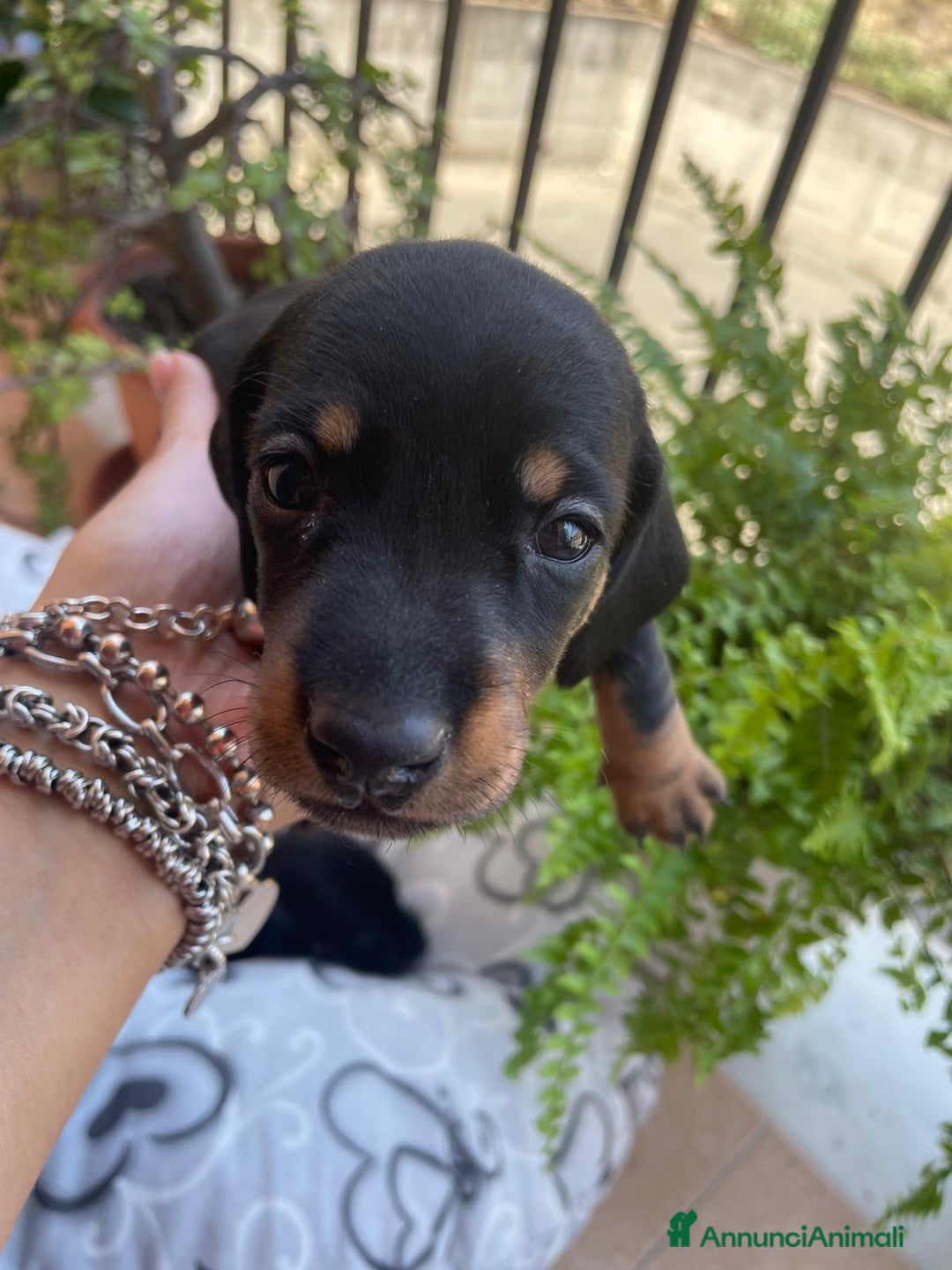 Bassotto cani in vendita: bassotto tedesco Nano a Libero consorzio comunale di Siracusa - Immagine 2