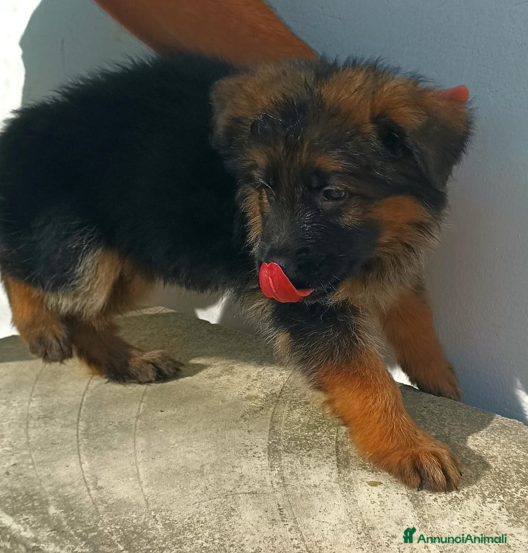 Pastore Tedesco cani in vendita: Cuccioli pastore tedesco - Immagine 6
