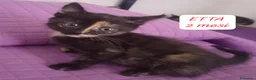 Altre razze gatti in regalo: S.o.s. gattini da salvare  a Città Metropolitana di Bologna - Annuncio 7