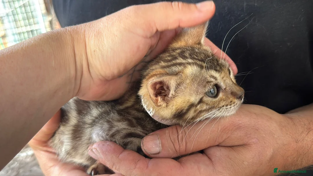 Bengala gatti in vendita: Bengal con difetto, in sconto  - Annuncio 2