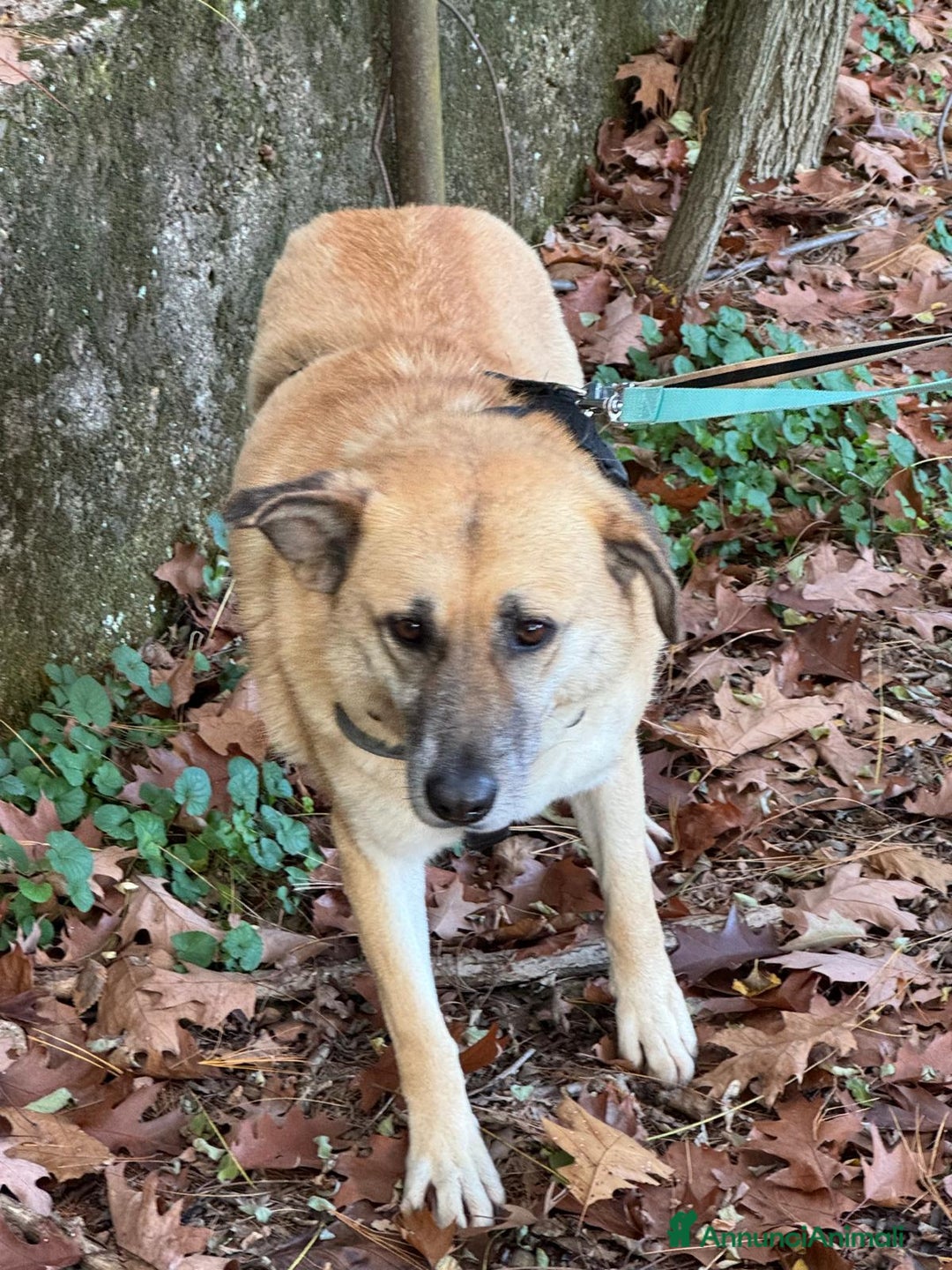 Meticcio cani in regalo: Splendida meticcia - RAJA a Città metropolitana di Milano - Annuncio 8