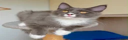 Maine Coon gatti in vendita: Cuccioli maine coon con pedigree a Provincia di Bergamo - Annuncio 4