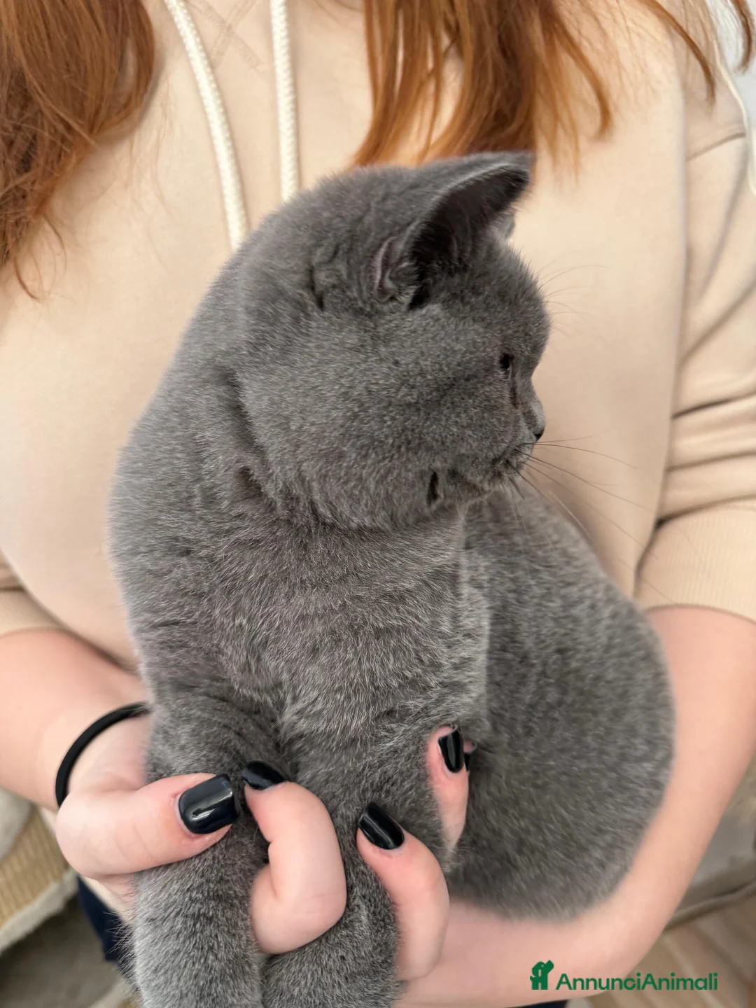 British gatti in vendita: BELLISSIMO MASCHIETTO BRITISH BLU DISPONIBILE - Annuncio 3