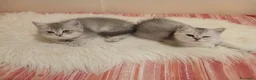 Scottish gatti in vendita: Cuccioli Straight/Fold  - Annuncio 10