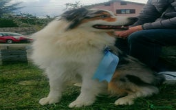 Australian Shepherd cani in vendita: Disponibili cuccioli australian shepherd a Provincia di Savona - Immagine 10